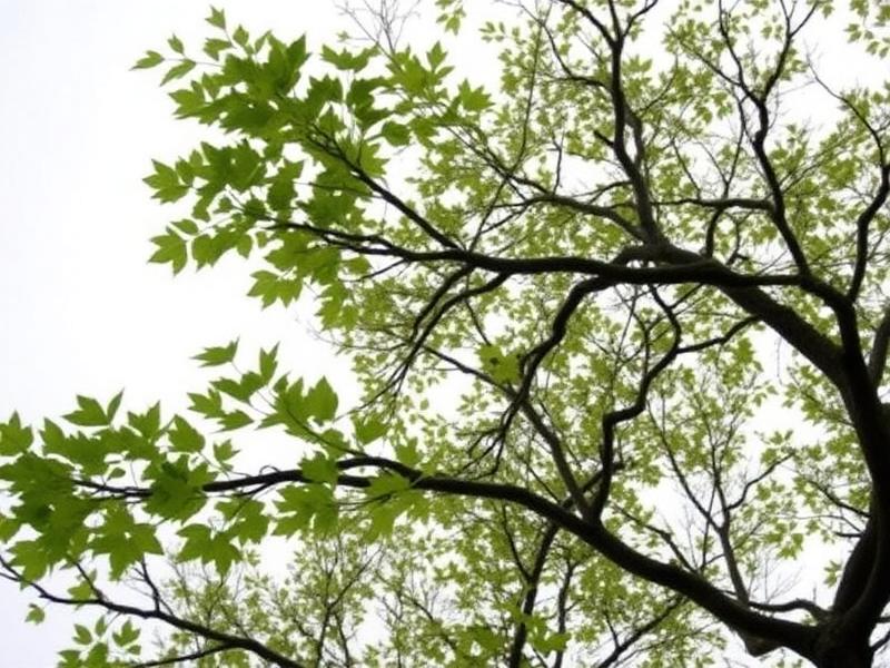 Ash tree canopy and branches